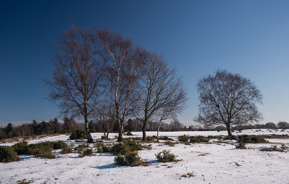 Winter Winter Birch, West Wellow Common 4